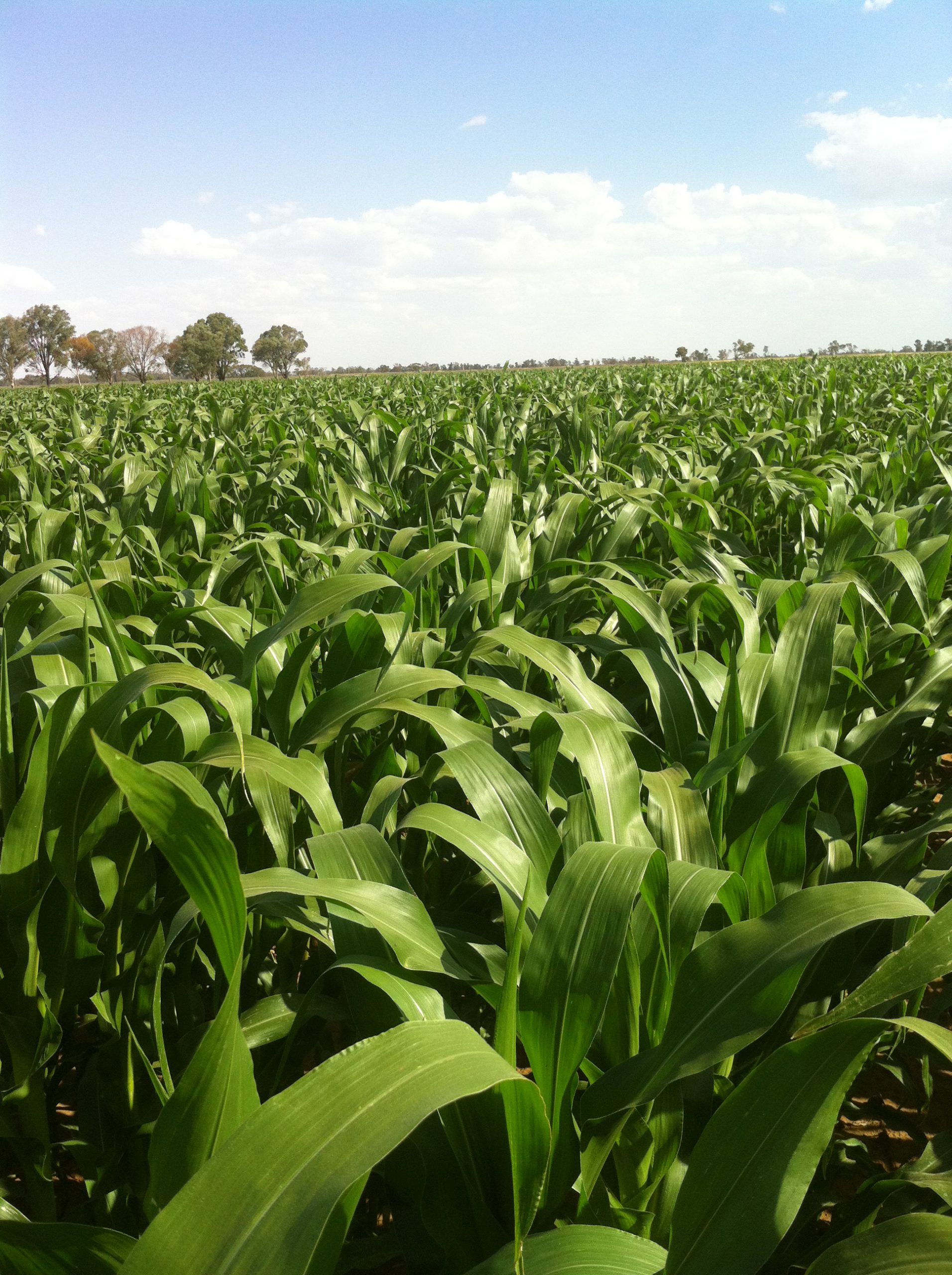 crops jemalong irrigation